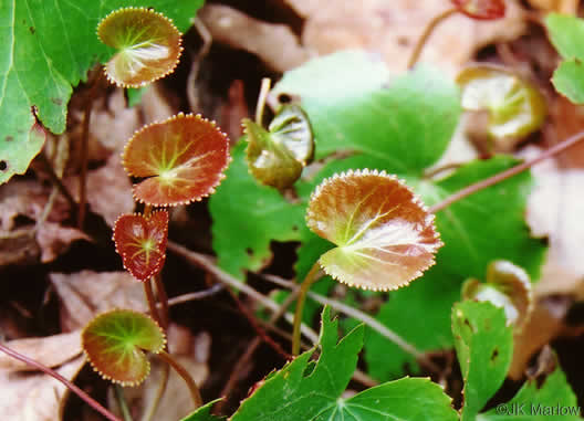 Galax urceolata, Galax, Beetleweed