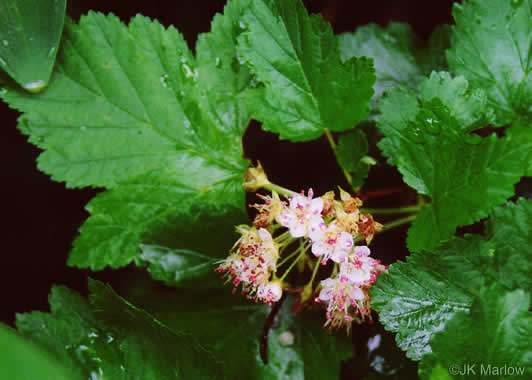 image of Physocarpus opulifolius var. opulifolius, Flowering Ninebark, Eastern Ninebark