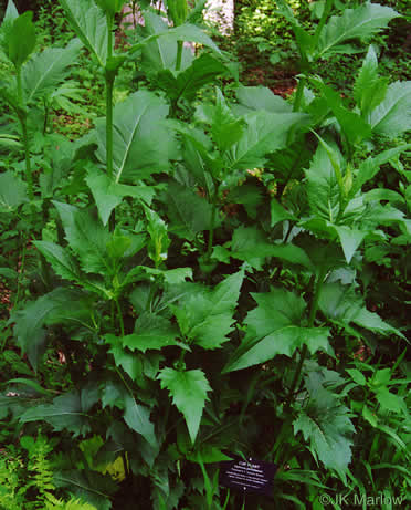 image of Silphium perfoliatum, Common Cup-plant, Indian Cup