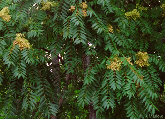 image of Ailanthus altissima, Ailanthus, Tree-of-heaven, Stink-tree
