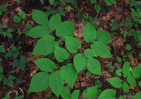 image of Aralia racemosa, Spikenard, Hungry-root