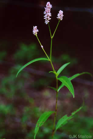 image of Persicaria pensylvanica, Pennsylvania Smartweed, Pinkweed, Common Smartweed