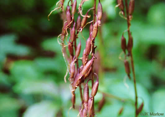 image of Tipularia discolor, Cranefly Orchid