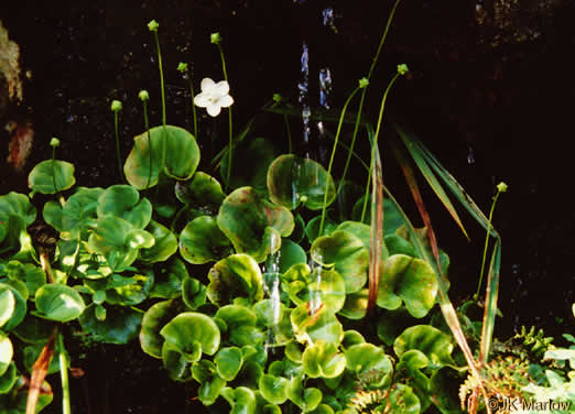 Parnassia asarifolia, Kidneyleaf Grass-of-Parnassus, Appalachian Grass-of-Parnassus, Brook Parnassia, Appalachian Parnassia