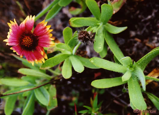 image of Gaillardia pulchella var. drummondii, Beach Blanket Flower, Gaillardia, Firewheel, Indian Blanket Flower
