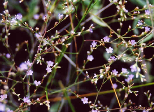 image of Limonium carolinianum, Carolina Sea-lavender