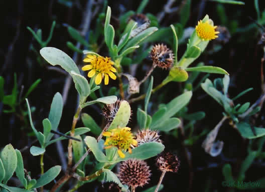 image of Borrichia frutescens, Seaside Oxeye