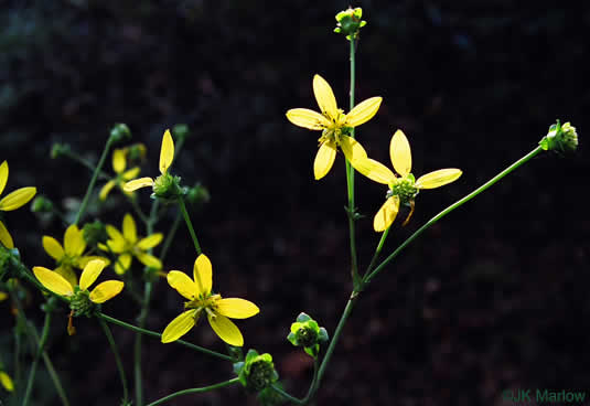 image of Silphium compositum var. compositum, Carolina Rosinweed, Compassplant, Rhubarb-leaved Rosinweed
