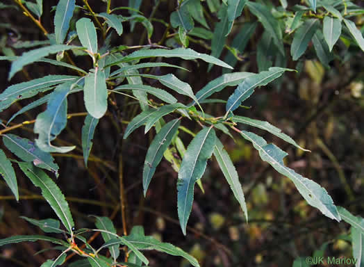 image of Salix sericea, Silky Willow, Shrub Willow, Satin Willow