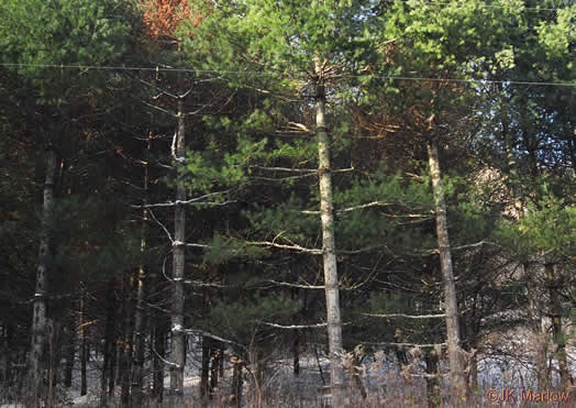 image of Pinus strobus, Eastern White Pine