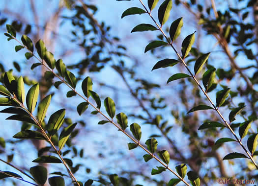 image of Ligustrum sinense, Chinese Privet, "privy hedge"