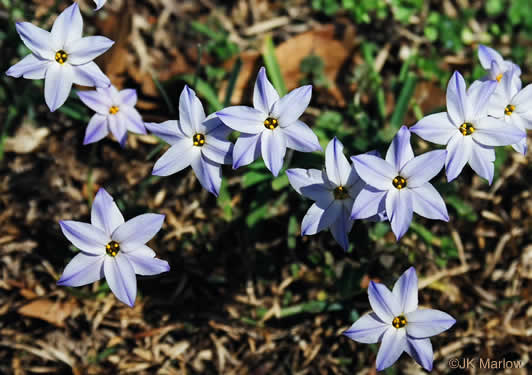 image of Ipheion uniflorum, Spring Starflower, Spring Star, Star of Bethlehem