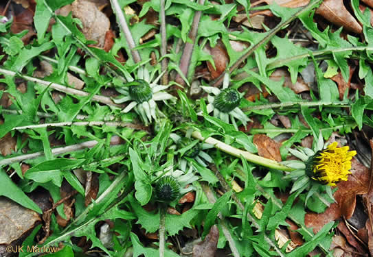 Taraxacum officinale, Common Dandelion