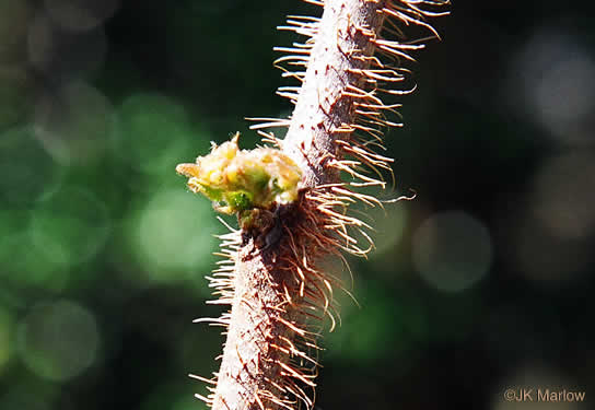 image of Robinia hispida var. hispida, Bristly Locust