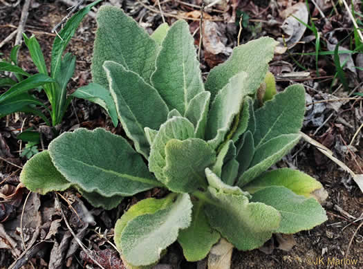 image of Verbascum thapsus ssp. thapsus, Woolly Mullein, Common Mullein, Flannel-plant, Velvet-plant