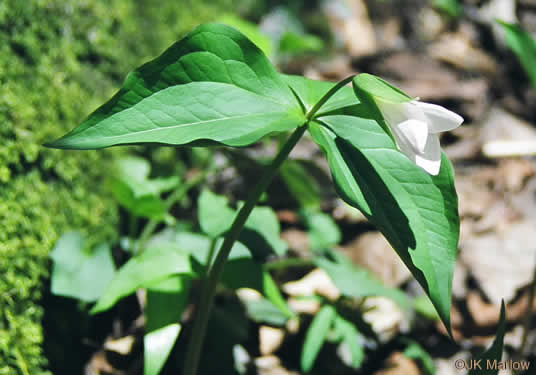 image of Trillium grandiflorum, Large-flowered Trillium, Great White Trillium, White Wake-robin, Showy Wake-robin