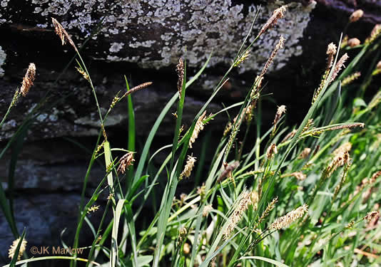 image of Carex biltmoreana, Biltmore Sedge, Granite Dome Sedge