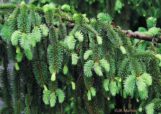 image of Picea abies, Norway Spruce