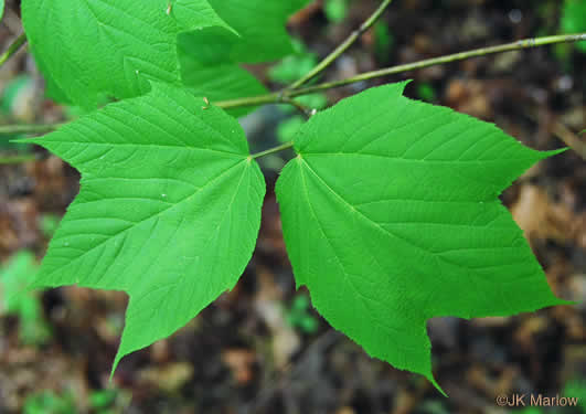image of Acer pensylvanicum, Striped Maple, Moosewood