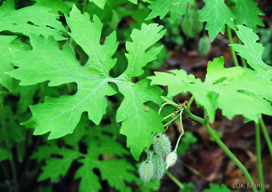 image of Stylophorum diphyllum, Celandine Poppy, Woods-poppy