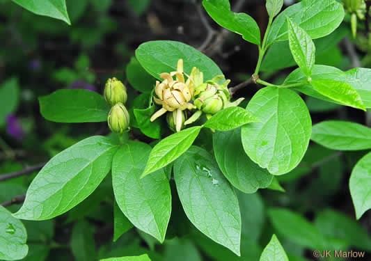 image of Calycanthus floridus, Sweetshrub, Carolina Allspice, Strawberry-shrub