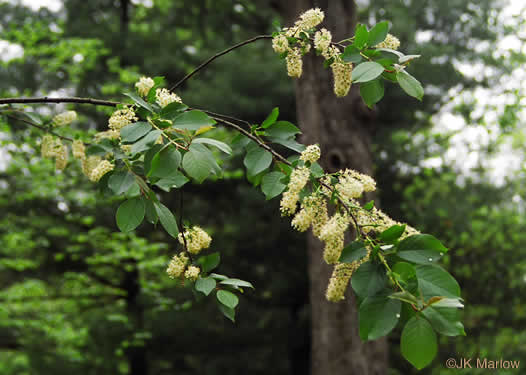 image of Prunus virginiana var. virginiana, Choke Cherry, Common Chokecherry