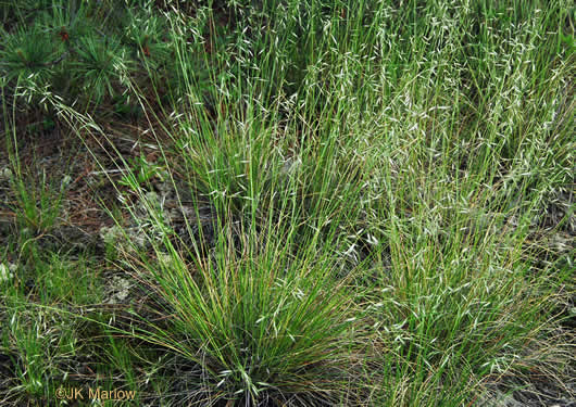 image of Danthonia compressa, Mountain Oatgrass, Flattened Oatgrass, Allegheny Flyback
