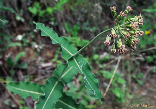 image of Asclepias amplexicaulis, Clasping Milkweed, Blunt-leaved Milkweed, Wavyleaf Milkweed