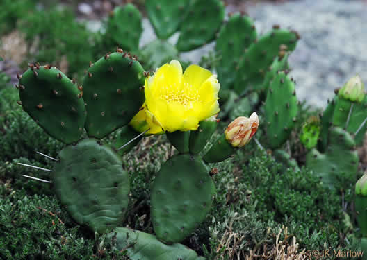 image of Opuntia mesacantha ssp. mesacantha, Eastern Prickly-pear
