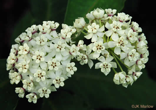 image of Asclepias variegata, White Milkweed, Redring Milkweed, Variegated Milkweed