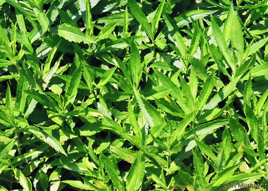 image of Physostegia virginiana ssp. virginiana, Northern Obedient-plant, False Dragonhead, Obedient-plant