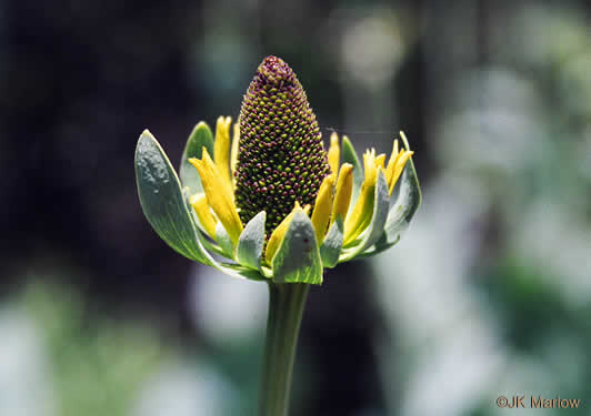 Rudbeckia maxima, Giant Coneflower