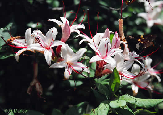 image of Rhododendron arborescens, Sweet Azalea, Smooth Azalea