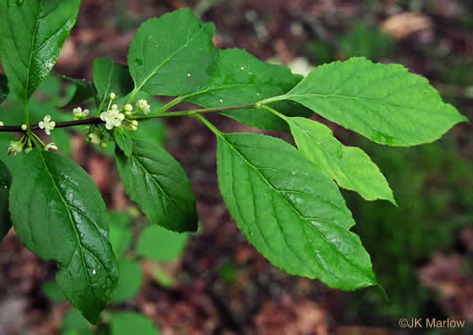 image of Ilex montana, Mountain Holly, Mountain Winterberry