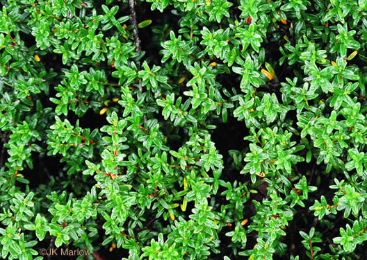 image of Kalmia buxifolia, Sand-myrtle, Mountain Myrtle