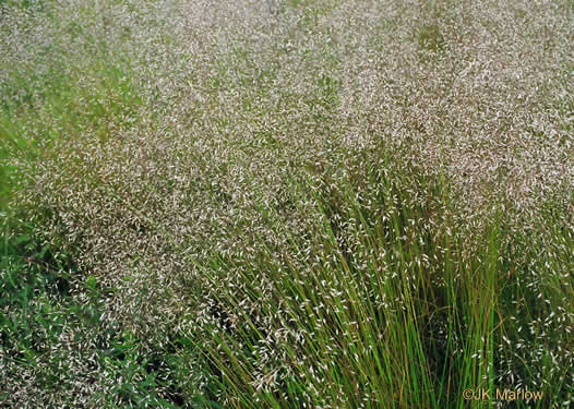 image of Avenella flexuosa, Appalachian Hairgrass, Crinkled Hairgrass, Common Hairgrass, Wavy Hairgrass