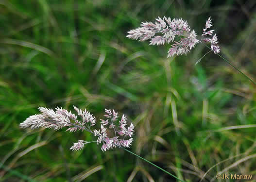 image of Holcus lanatus, Velvet-grass