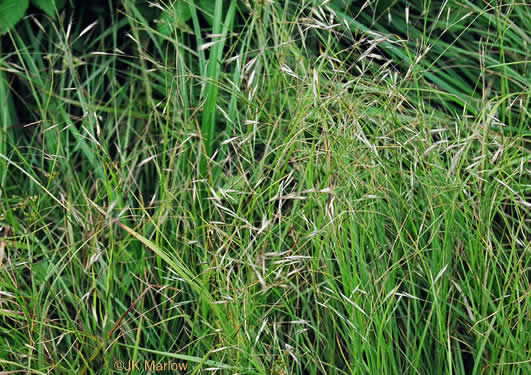image of Danthonia compressa, Mountain Oatgrass, Flattened Oatgrass, Allegheny Flyback