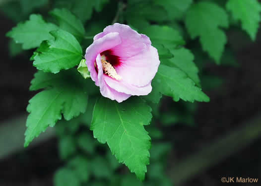 image of Hibiscus syriacus, Rose-of-Sharon, Althea