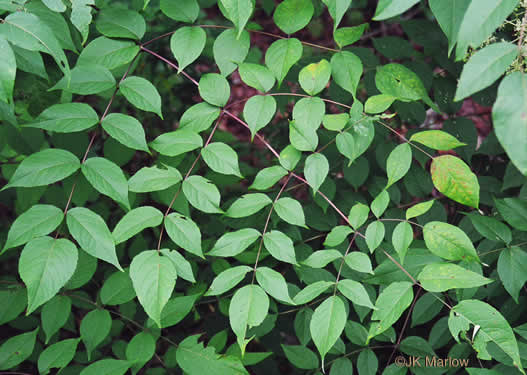 image of Aralia spinosa, Devil's Walkingstick, Hercules-club, Prickly Aralia, Prickly-ash