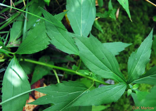 image of Rudbeckia laciniata var. humilis, Blue Ridge Cutleaf Coneflower