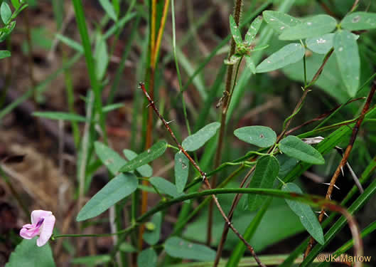 image of Strophostyles umbellata, Perennial Sand Bean, Perennial Wild Bean, Pink Wild Bean, Pink Fuzzy-Bean