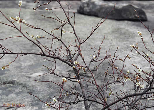 image of Amelanchier laevis, Smooth Serviceberry, Allegheny Serviceberry