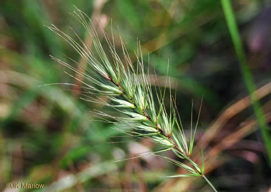 Elymus virginicus, Virginia Wild-rye, Common Eastern Wild-rye, Terrell Grass