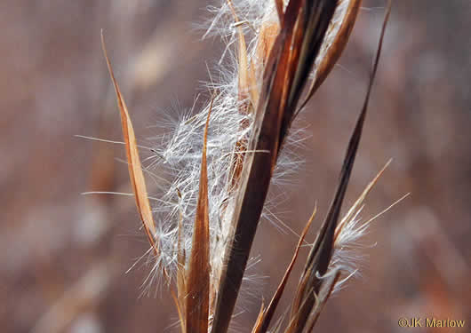 image of Andropogon virginicus var. virginicus, Broomsedge, Broomsedge Bluestem, Old-field Broomstraw, "Sedge Grass"