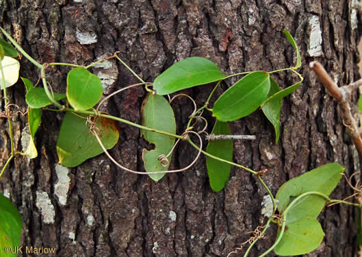 Smilax Spp