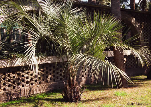 image of Butia odorata, Pindo Palm, South American Jelly Palm, Brazilian Butia