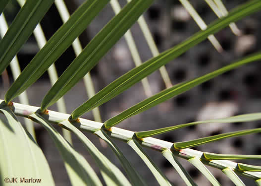 Butia odorata, Pindo Palm, South American Jelly Palm, Brazilian Butia