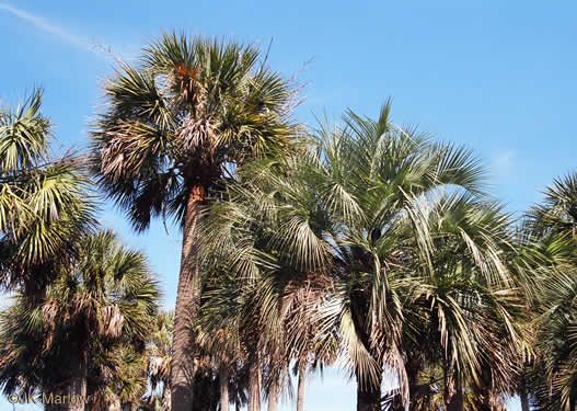 image of Butia odorata, Pindo Palm, South American Jelly Palm, Brazilian Butia