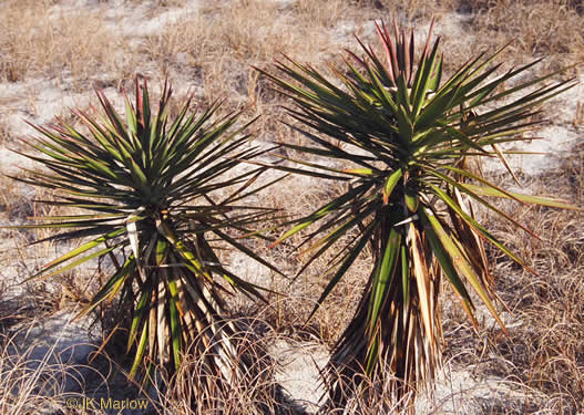 Mound-lily Yucca